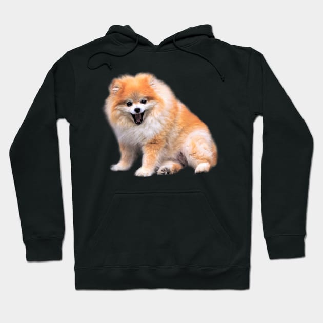 Cute Laughing Pomeranian Dog Hoodie by walkswithnature